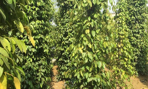 Jižní Vietnam - Saigon, Mekong a koupání na ostrově Phu Quoc - Ostrov Phu Quoc, pepřová farma