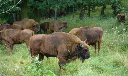 Z Bojnice za zlatem a stříbrem do UNESCO regionu Štiavnicka - Z Bojnice za zlatem a stříbrem