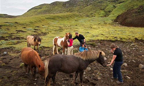 Krásy Islandu s turistikou - Islandští koně - staroskandiná​vské plemeno