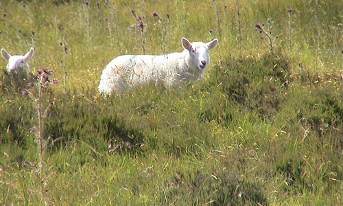 Irsko - smaragdový ostrov - letecky - Irsko ovce