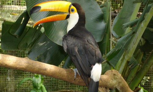 Velký okruh Brazílií - Iguacu - ptačí park