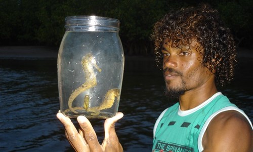 Rio de Janeiro a pláže Pernambuca - Pernambuco - mořští koníci