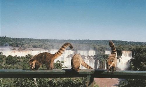 Rio de Janeiro a vodopády Iguaçu - Vodopády Iguacu - nosálové