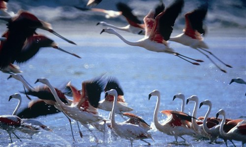 Peru a Bolívie - ostrovy Ballestas, plameňáci