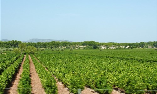 Languedoc a Rousillon autobusem - Languedoc - všude vinná réva