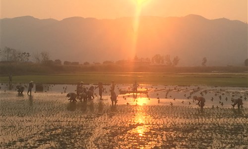 Myanmar - památky, příroda, koupání - Západ slunce nad rýžovými políčky u jezera Inle