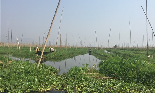 Myanmar - památky, příroda, koupání - Jezero Inle - plovoucí zahrady