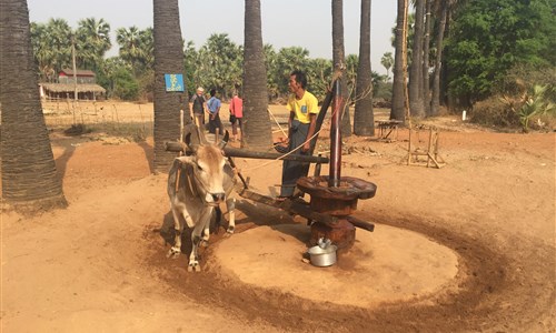 Myanmar - památky, příroda, koupání - Bagan - lisování arašídového oleje