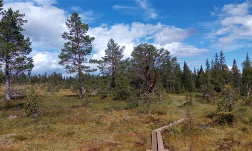 Norsko - cestou svatého Olafa - turistika - letecky - Norsko, cestou svatého Olafa