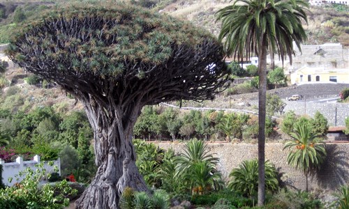 Tenerife, cesta za poznáním klenotu Kanárských ostrovů - Tenerife - Drago