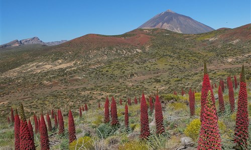 Tenerife, cesta za poznáním klenotu Kanárských ostrovů - Španělsko - Tenerife - Kanárské ostrovy