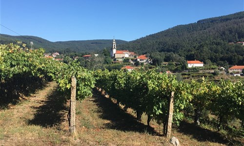 Svatojakubská pouť 3 - portugalská cesta z Porta do Santiaga de Compostela - Portugalsko - Svatojakubská portugalská - vinice