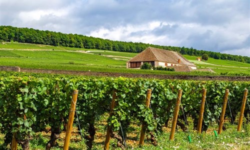 Burgundsko - za burgundskými vévody a jejich víny - Burgundsko - Vinice