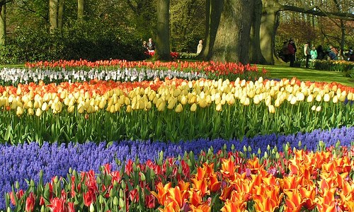 Holandsko - letecky z Prahy - Keukenhof