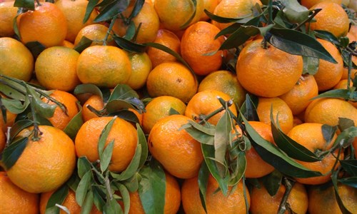 Valencie, perla pobřeží pomerančového květu - Valencie - Pomeranče