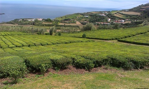 Azorské ostrovy - São Miguel – pěší turistika v zeleném ráji - letecky - Azory