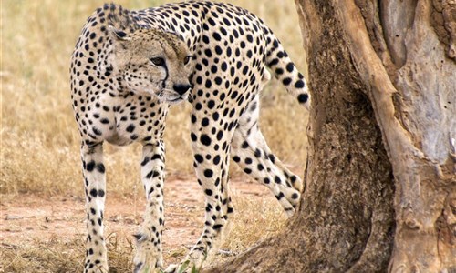 Keňa - Safari v Amboseli a Tsavo West a pobyt u moře - Keňa - národní park Tsavo West, gepard