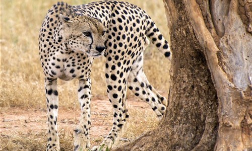 Keňa - Safari v Amboseli a Tsavo East a pobyt u moře - Keňa - národní park Tsavo West, gepard