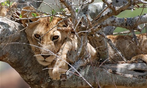 Keňa - Safari v Amboseli a Tsavo West a pobyt u moře - Keňa - národní park Tsavo West