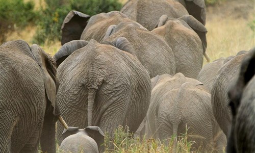 Jarní prázdniny v Keni - 2 noci safari a 5 nocí u moře - Keňa - národní park Tsavo West, sloni