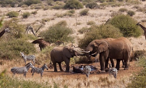 Keňa - Safari v Amboseli a Tsavo East a pobyt u moře - Keňa - národní park Amboseli, Satao Elerai Camp - u napajedla