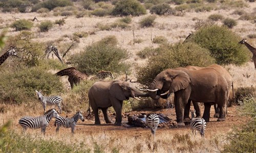 Keňa - Safari v Amboseli a Tsavo West a pobyt u moře - Keňa - národní park Amboseli, Satao Elerai Camp - u napajedla