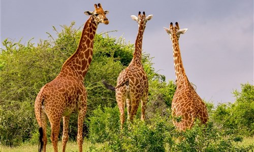 Jarní prázdniny v Keni - 2 noci safari a 5 nocí u moře - Keňa - národní park Tsavo West, žirafy