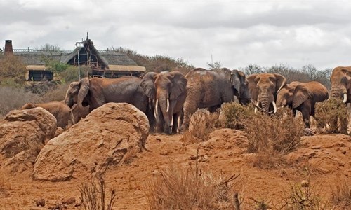 Keňa - Safari v Amboseli a Tsavo East a pobyt u moře - Keňa - národní park Amboseli, Satao Elerai Camp - u napajedla