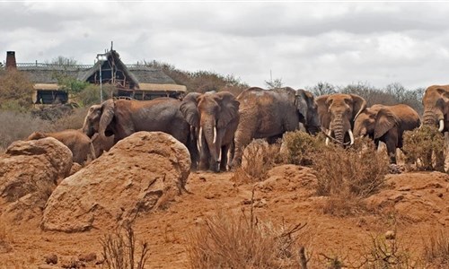 Keňa - Safari v Amboseli a Tsavo West a pobyt u moře - Keňa - národní park Amboseli, Satao Elerai Camp - u napajedla