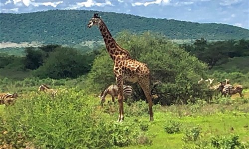 Keňa - Safari v Amboseli a Tsavo East a pobyt u moře - Keňa - národní park Tsavo West, žirafa