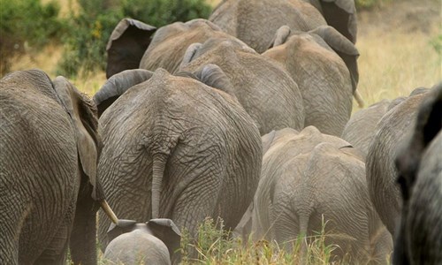 Keňa - Safari v Amboseli a Tsavo West a pobyt u moře - Keňa - národní park Tsavo West