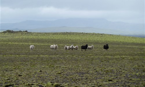 Island - západní fjordy - Islandské ovce