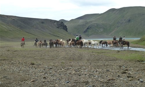 Island - západní fjordy - Islandští koně