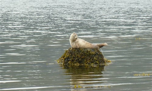 Island - velký okruh pro pokročilé - Island, tuleň, severní fjordy