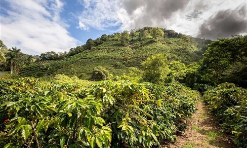 Kostarika od Karibiku po Pacifik - Kávovníková plantáž v Monteverde