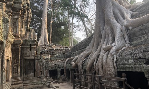 Laos a Kambodža s koupáním - Angkor - chrám Ta Prohm