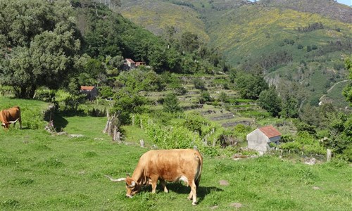 Porto a bukolická příroda severního Portugalska - Portugalsko, Soajo