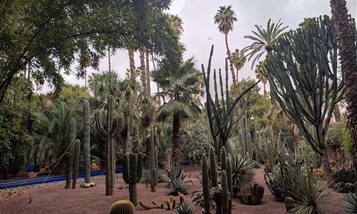 Maroko – za Berbery do pouští, oáz  a Vysokého Atlasu - Maroko, zahrady Majorelle