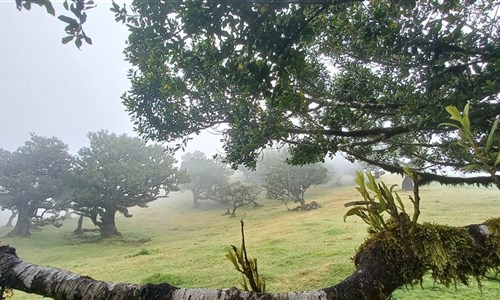 Madeira - květinová a turistická - Madeira