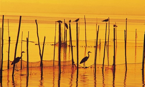 Valencie a Alicante - kraj bujarých svátků, jedinečného podnebí a báječné kuchyně - La Albufera
