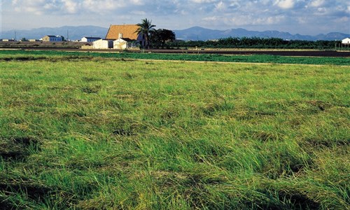 Valencie a Alicante - kraj bujarých svátků, jedinečného podnebí a báječné kuchyně - La Albufera