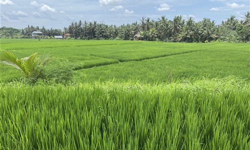 Bali - ostrov chrámů, rýžových polí a úsměvů - Rýžová pole u Ubudu