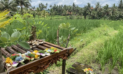 Bali - ostrov chrámů, rýžových polí a úsměvů - Ubud - rýžová pole