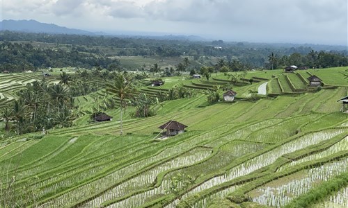 Bali - ostrov chrámů, rýžových polí a úsměvů - Rýžové terasy Jatiluwih (Unesco)