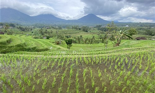 Bali - ostrov chrámů, rýžových polí a úsměvů - Rýžové terasy Jatiluwih (Unesco)