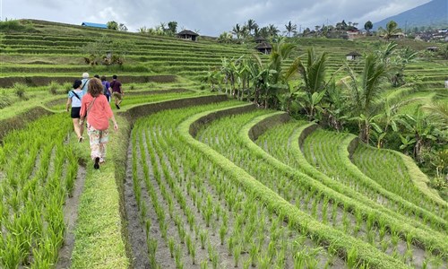 Bali - ostrov chrámů, rýžových polí a úsměvů - Rýžové terasy Jatiluwih (Unesco)
