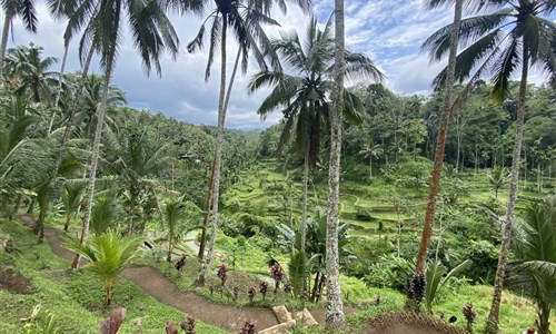 Bali - ostrov chrámů, rýžových polí a úsměvů - Rýžové terasy