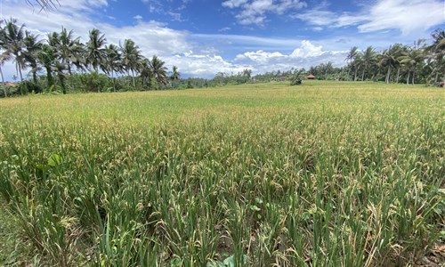 Bali - ostrov chrámů, rýžových polí a úsměvů - Ubud - rýžová pole