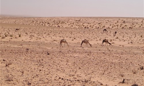 Jižní Tunisko s koupáním na Djerbě a lehkou turistikou - Sahara s pasoucími se velbloudy