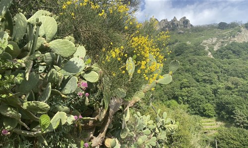 Ischie turistická - květena a hory